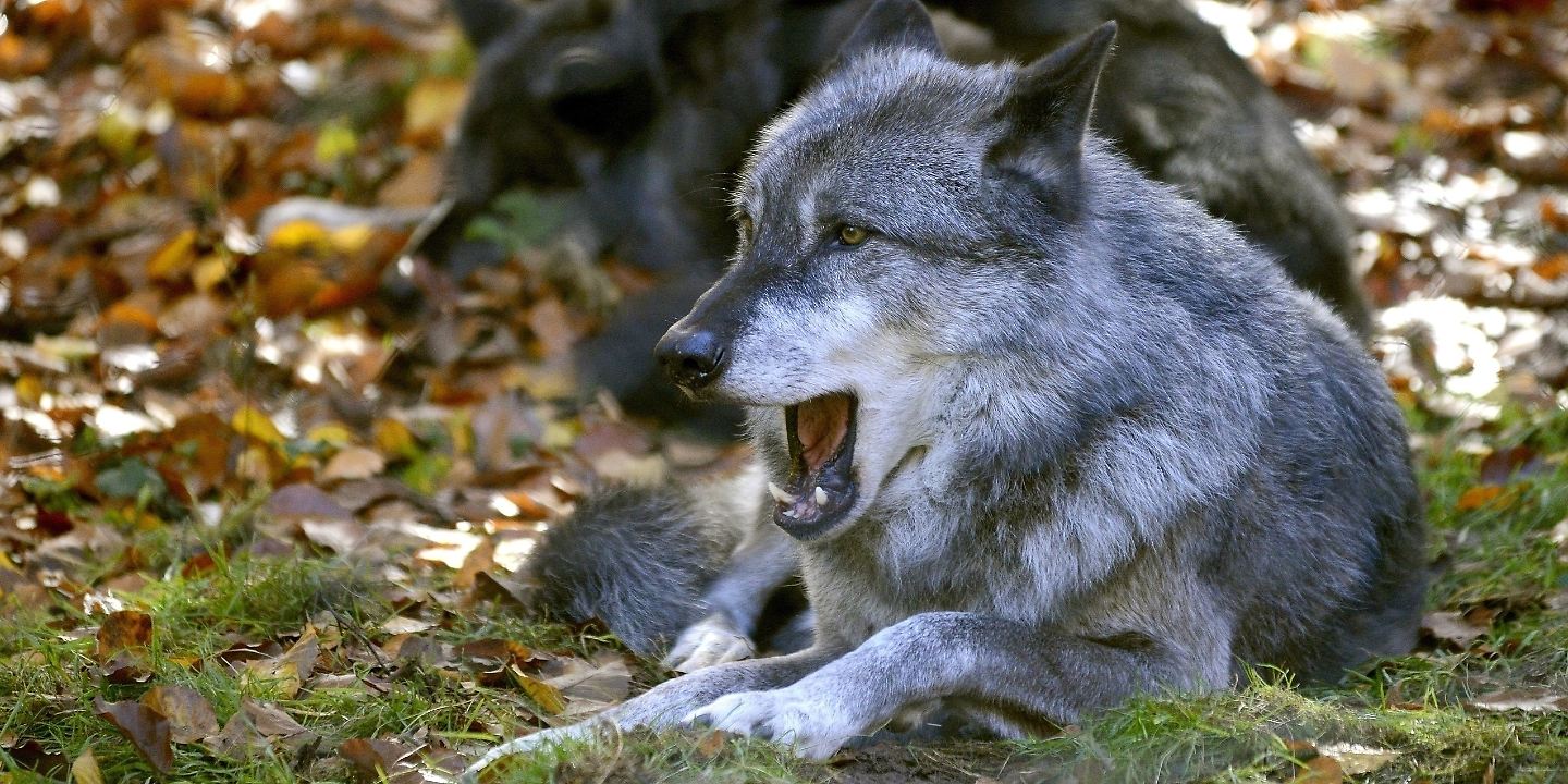 Wolf - Foto: Peter Fath/ RTL