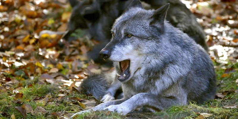 Wolf Foto Peter Fath.jpg