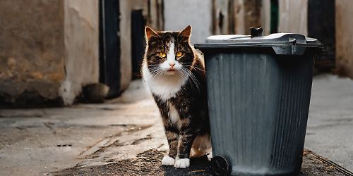Streunende Katze an Mülleimer Foto KI Adobe Firefly